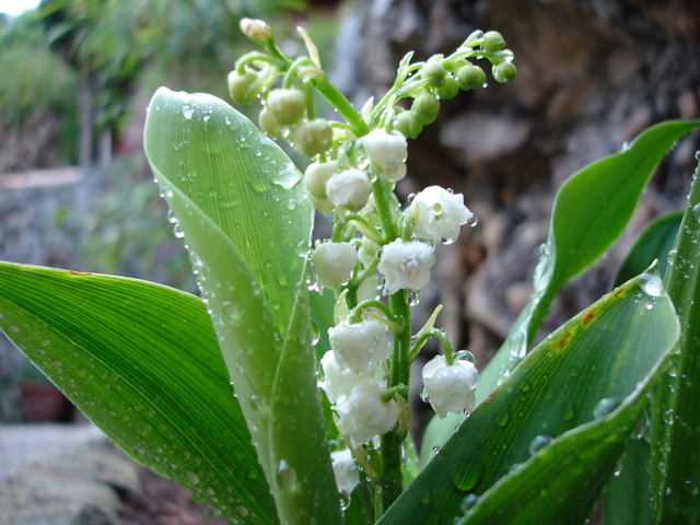 Muguet Patty Canac