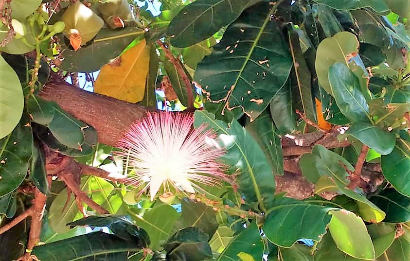 Fleur de Barringtonia asiatica