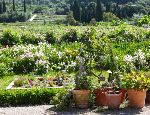 Un Jardin aux milles senteurs à Grasse