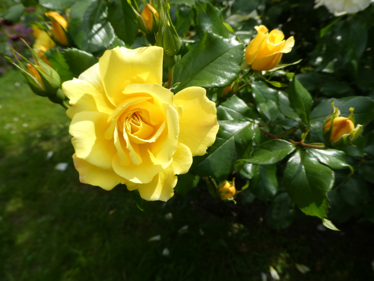 Rose jaune Fanny